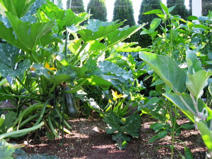 Gemüsegarten mit vulkanischem Mineralsubstrat